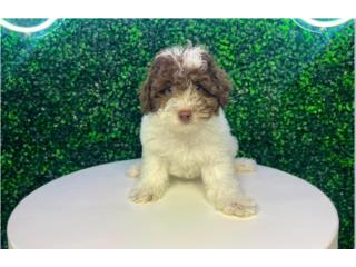 BAM BAM MINI POODLE (VISITANOS EN GUAYNABO), Puppy Love Puerto Rico