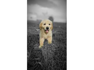 Puerto Rico Golden Retriever - con papeles AKC de RAZA, Perros Gatos y Caballos