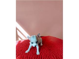 BELLO TOY CHIHUAHUA CON PAPELES-VACUNAS, Puppy world