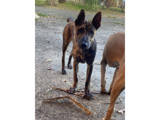 Devi! Vietnamese Ridgeback Puppy!, Vietnamese Ridgeback Perros