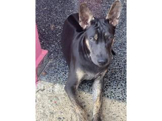 Oni! Puppy! Boy! Asian Ridgeback, Vietnamese Ridgeback Perros