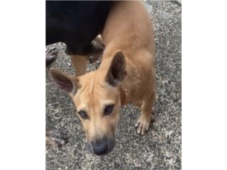 Chai! Asian Ridgeback! Sweet, Vietnamese Ridgeback Perros