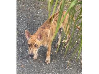 Soleil! Phu Quoc Ridgeback, Puppy Girl, Vietnamese Ridgeback Perros