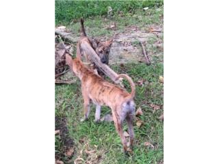 Soleil! Girl Puppy! Asian Ridgeback, Vietnamese Ridgeback Perros