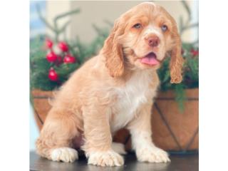 COCKER SPANIEL MERLE OJOS AZULES EXOTICA, Puppy Guy