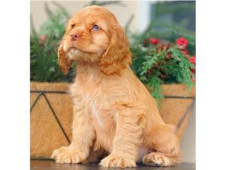 COCKER SPANIEL PETIT OJOS VERDES PETIT, Puppy Guy