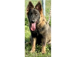 German Shepherd AKC , RM Pets