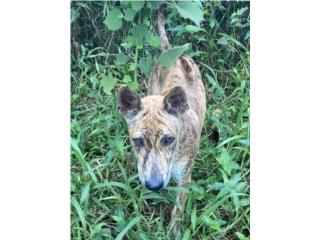 Soleil Girl Puppy, Phu Quoc Ridgeback, Vietnamese Ridgeback Perros