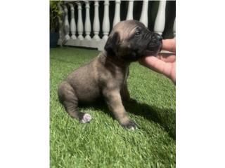 Cane Corso Unicos en PR, RM Pets