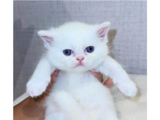 Puerto Rico Hermosos gatitos Persas / Persian exotic shorthair, Perros Gatos y Caballos