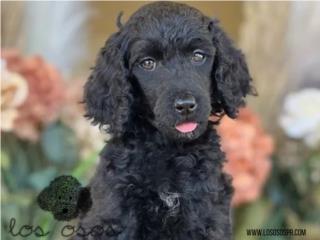 Puerto Rico Standard Poodle - Los Osos PR, Perros Gatos y Caballos