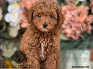 Puerto Rico Toy Mini Poodle - Los Osos PR, Perros Gatos y Caballos