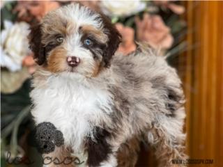 Puerto Rico Bernedoodle Phantom Merle - Los Osos PR, Perros Gatos y Caballos