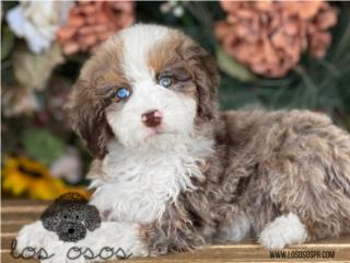 Puerto Rico Bernedoodle Choco Merle - Los Osos PR, Perros Gatos y Caballos