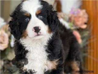 Puerto Rico Bernese Mountain Dog - Los Osos PR, Perros Gatos y Caballos