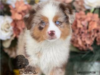 Puerto Rico American Shepherd - Los Osos PR, Perros Gatos y Caballos