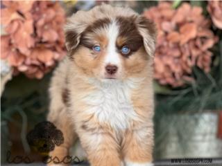 Puerto Rico American Shepherd - Los Osos PR, Perros Gatos y Caballos