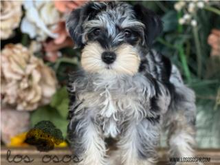 Puerto Rico Schnauzer Merle Chiquititos! - Los Osos PR, Perros Gatos y Caballos