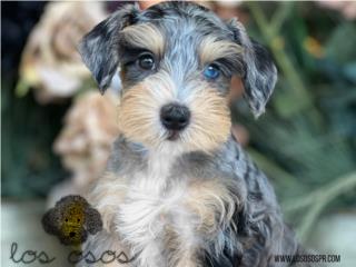 Puerto Rico Increible Schnauzer Tiny - Los Osos PR, Perros Gatos y Caballos