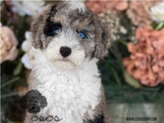 Puerto Rico Mira sus Ojos! Sheepadoodle - Los Osos PR, Perros Gatos y Caballos