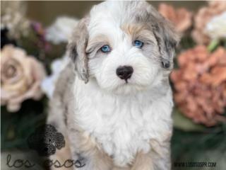 Puerto Rico Sheepadoodle Hermosos - Los Osos PR, Perros Gatos y Caballos