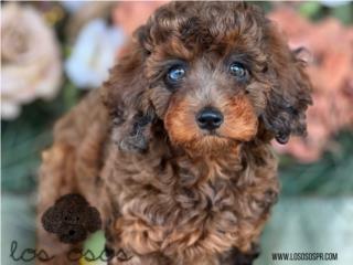 Puerto Rico Mini Poodle Mira Sus Ojos! - Los Osos PR, Perros Gatos y Caballos