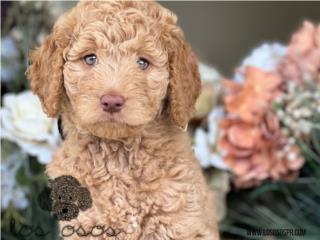 Puerto Rico Standard Goldendoodle - Los Osos PR, Perros Gatos y Caballos