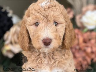 Puerto Rico Red Nose Standard Goldendoodle - Los Osos PR, Perros Gatos y Caballos