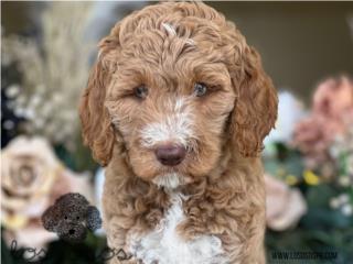 Puerto Rico Standard Goldendoodle - Los Osos PR, Perros Gatos y Caballos