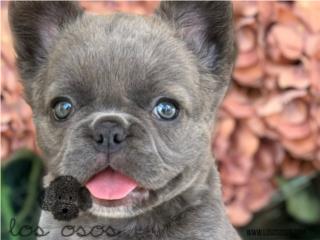 Puerto Rico Fluffy Frenchie - Los Osos PR, Perros Gatos y Caballos