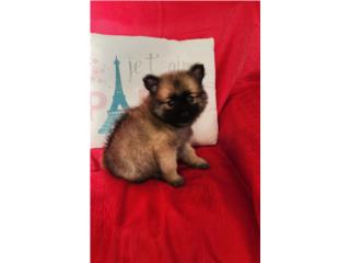 BELLO TOY POMERANIAN CON PAPELES-VACUNAS, Puppy world