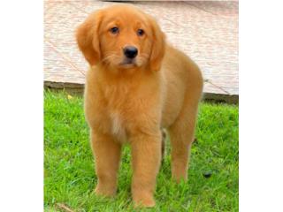 GOLDEN RETRIEVER BIG BONE AKC, Puppy Guy