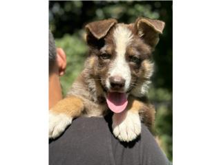 German Shepherd macho panda liver AKC, RM Pets