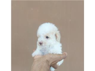 TOY POODLE HEMBRA RED NOSE OJOS VERDES , Dogs