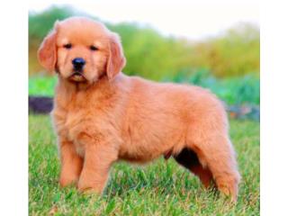 GOLDEN RETRIEVER AKC BIG BONE, Puppy Guy