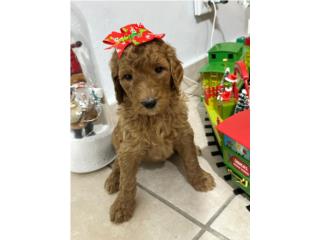 Puerto Rico STANDART POODLE RED, Perros Gatos y Caballos