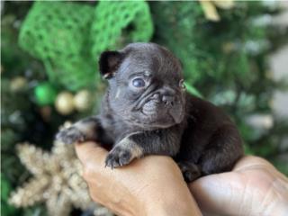 Puerto Rico French Bulldog 2X Giuseppe 1X Gnocchi, Perros Gatos y Caballos