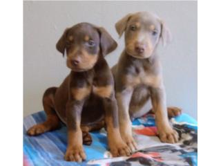 Puerto Rico Doberman puros con papeles, vacunados y microship , Perros Gatos y Caballos