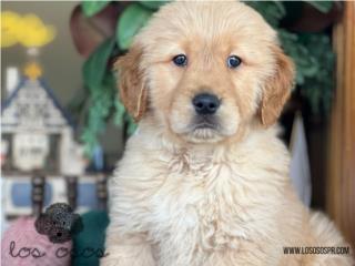 Puerto Rico Golden Retreiver AKC - Los Osos PR, Perros Gatos y Caballos