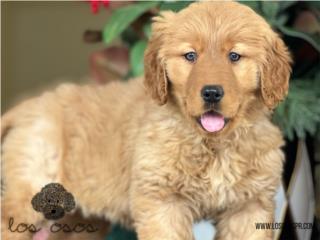 Puerto Rico Hermosa Golden Retreiver - Los Osos PR, Perros Gatos y Caballos