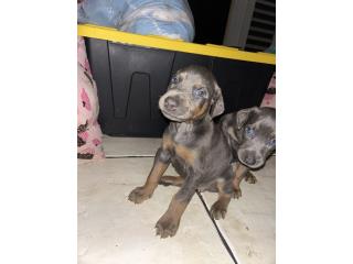 Puerto Rico Doberman , Perros Gatos y Caballos