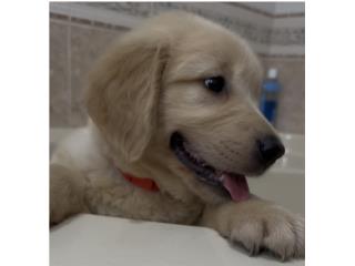 Puerto Rico Beautiful AKC Golden Retriever puppies, Perros Gatos y Caballos