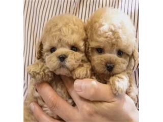 Puerto Rico Tu Compaero de Terapia Perfecto Toy poodle, Perros Gatos y Caballos