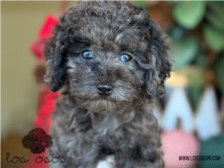 Puerto Rico Mini Poodle WOW - Los Osos PR, Perros Gatos y Caballos