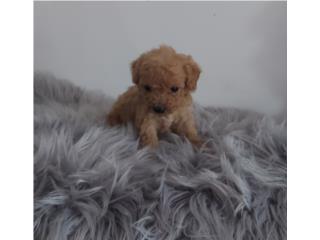 TOY POODLE MACHO APRICOT , Puppy