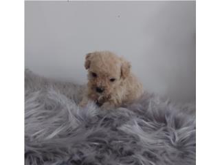 TOY POODLE HEMBRA HERMOSA , Puppy