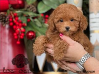 Puerto Rico Toy Poodle Machito - Los Osos PR, Perros Gatos y Caballos