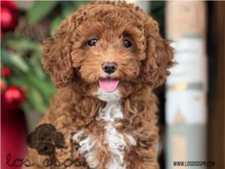 Toy Mini Poodle - Los Osos PR, Los Osos PR