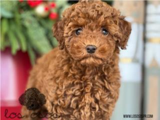 Toy mini Poodle - Los Osos PR, Los Osos PR