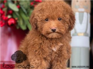 Clasificados Online Mascotas Toy Poodle Red nose - Los Osos PR